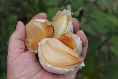 Elephant Garlic (Allium ampeloprasum var. ampeloprasum) 2 Huge Bulbs!