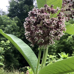 Common Milkweed Live Plant, (Asclepias syriaca L) 2–3-inch Pot - Native Perennial Wildflower Attracts Monarch Butterfly | ORGANIC