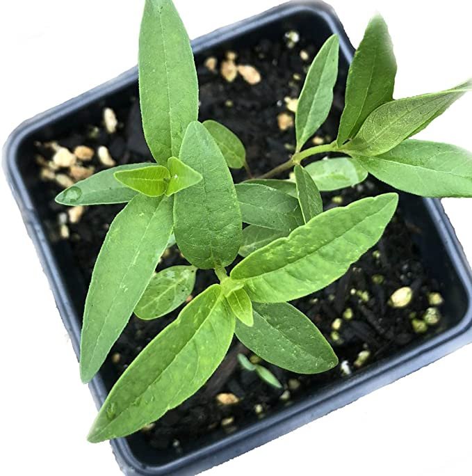 planting milkweed in pots Common Milkweed Live Plant, (Asclepias syriaca L) – Smoke Camp Crafts