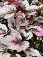 Rex Begonia Plant, (Begonia rex 'Flamenco') 2.5 inch Pot -Silvery and Magenta Leaves - Striking House Plant