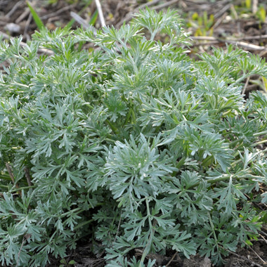 Wormwood Plant in 3" Pot - Artemisia Absinthium | ORGANIC