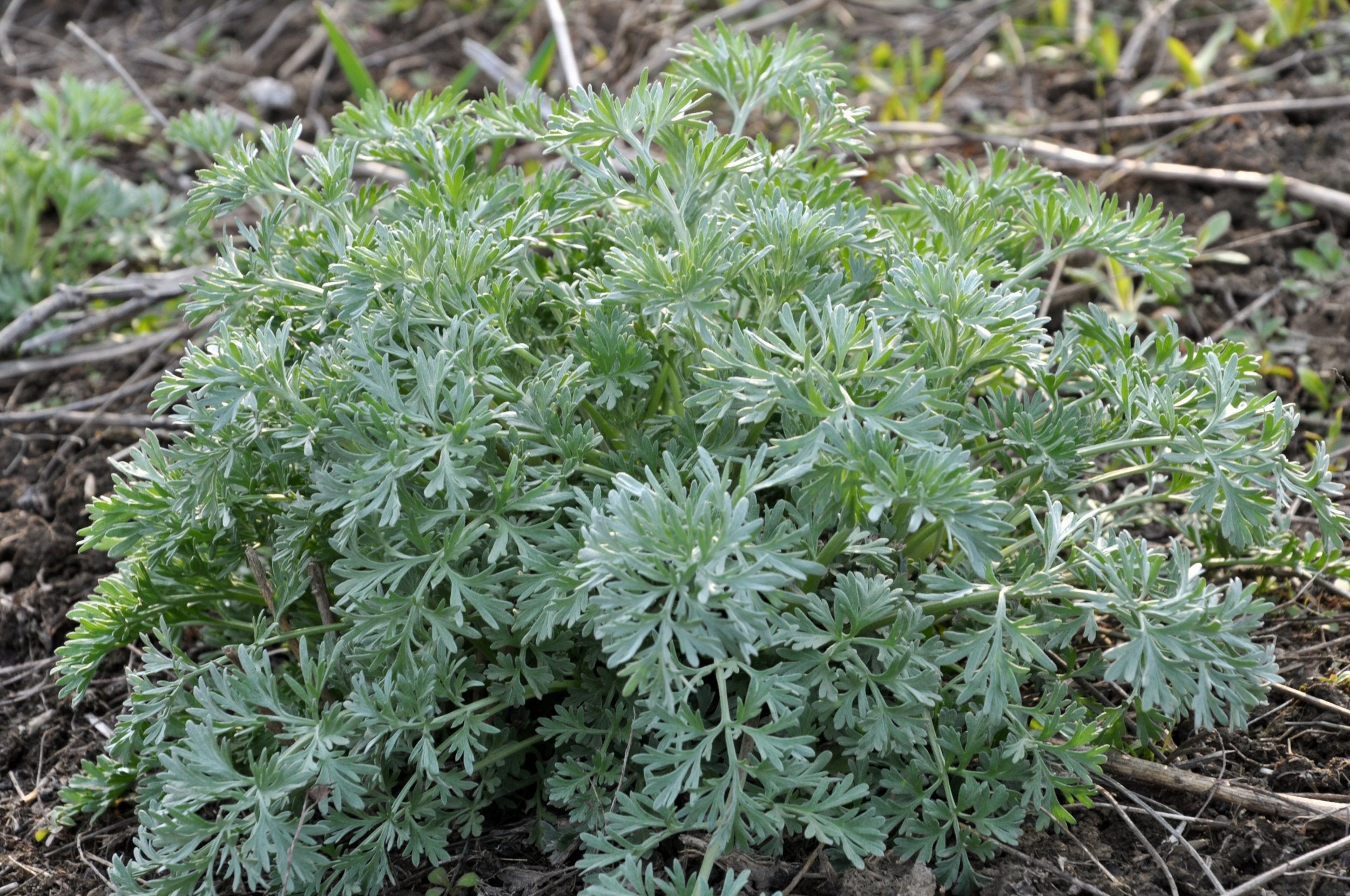 wormwood potted plant Wormwood Plant in 2.5-inch Pot - Artemisia absinthium