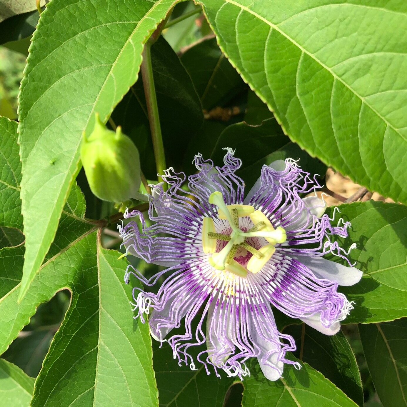 Purple North American Natives for Pollinator Gardens