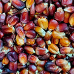 Bloody Butcher Corn (Zea mays), Ornamental Corn Kernels - 100 seeds (40 grams) - Heirloom West Virginia Corn