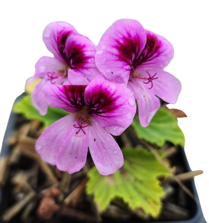 Geranium 'Orange Fizz' (Pelargonium x 'Orange Fizz') Organic Plant in a 2.5-inch Pot by Smoke Camp Crafts - Orange Scented Leaves