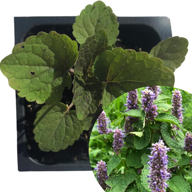 Organic Anise Hyssop (Agastache foeniculum) in 2.5-inch Pot