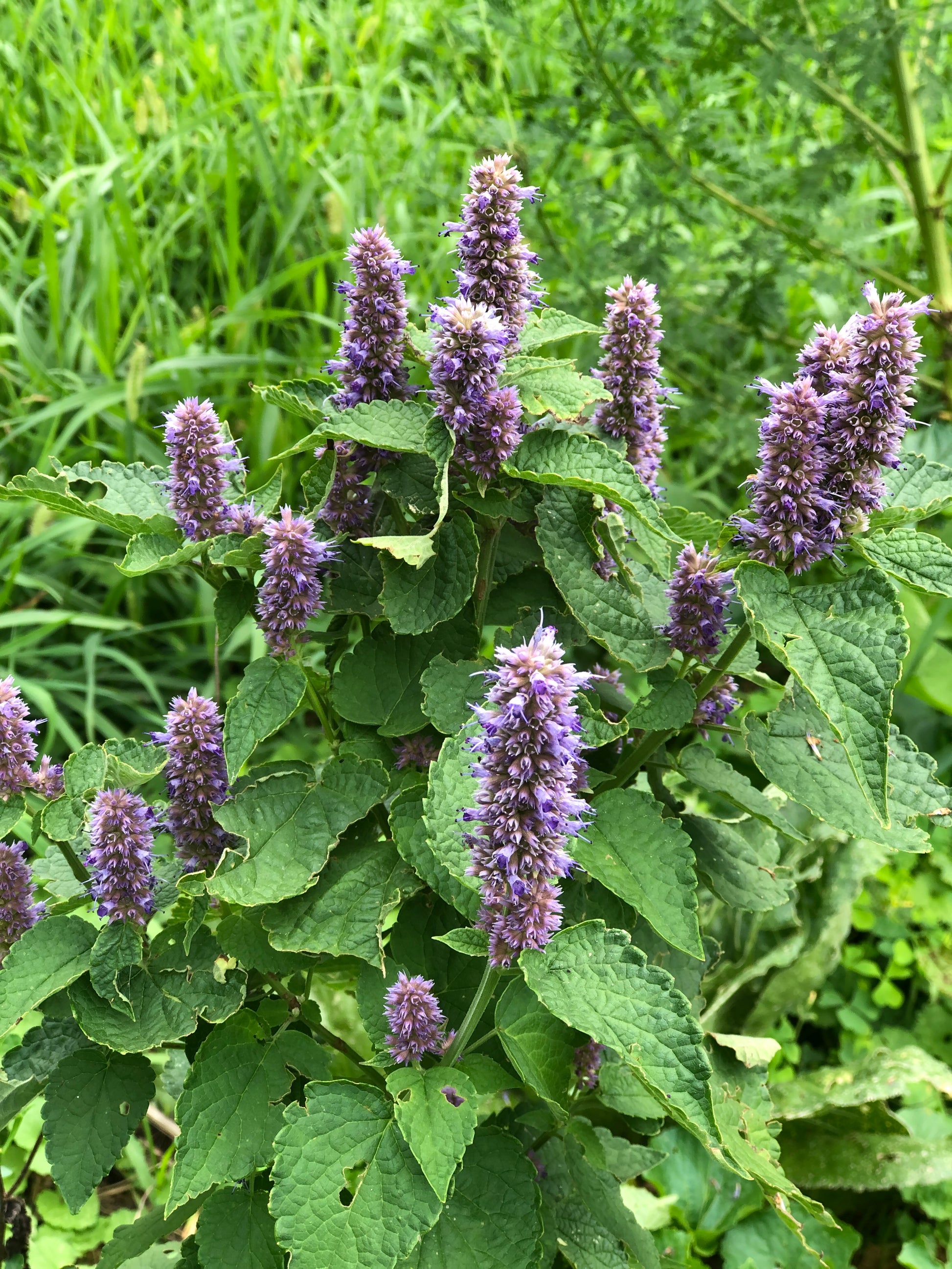 planting anise hyssop seeds Anise Hyssop, Licorice Mint Seeds (Agastache foeniculum) 500 Seeds (0.2 grams)