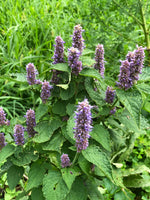 Organic Anise Hyssop (Agastache foeniculum) in 2.5-inch Pot