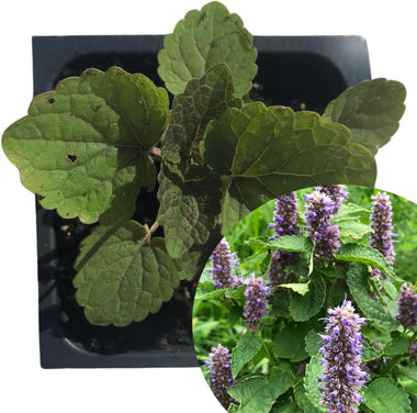 Organic Anise Hyssop, Agastache foeniculum,  Live Plant in 2.5-inch Pot