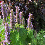 Organic Anise Hyssop (Agastache foeniculum) in 2.5-inch Pot