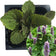 Organic Anise Hyssop, Agastache foeniculum,  Live Plant in 2.5-inch Pot