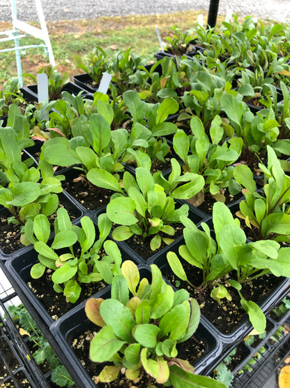 arugula plant in pot Organic Arugula Plant (Eruca vesicaria) - Live Arugula Plant in 2.5 inch Pot