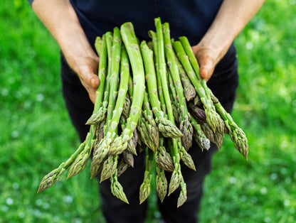 Asparagus, Mary Washington (Asparagus officinalis) 100 Seeds (5 grams)