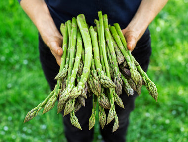 Asparagus, Mary Washington (Asparagus officinalis) 100 Seeds ( 5 grams)