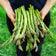 Asparagus, Mary Washington (Asparagus officinalis) 100 Seeds ( 5 grams)