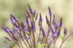 Blue Vervain Plant | Native Pollinator Plant