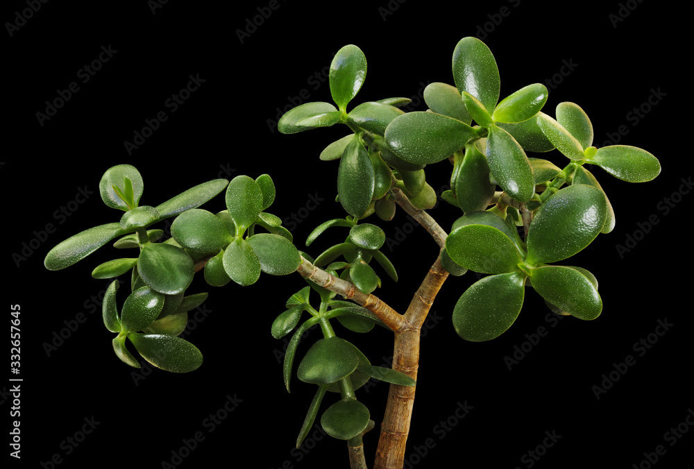 lucky jade money plant Jade Plant (Crassula ovata) Live Plant in 2.5-inch Pot