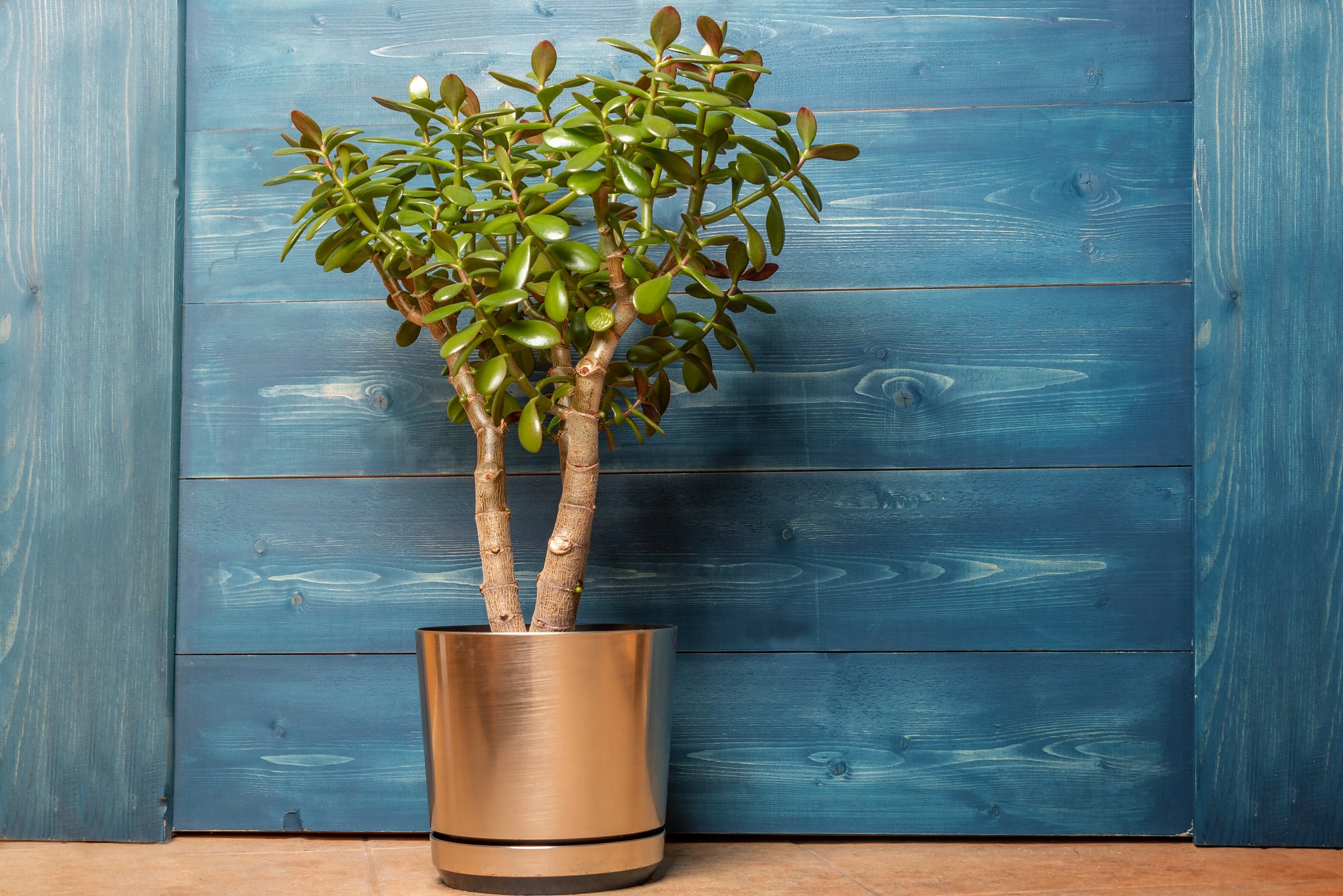 20cm jade plant money plant Jade Plant (Crassula ovata) Live Plant in 2.5-inch Pot