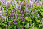 Organic Anise Hyssop (Agastache foeniculum) in 2.5-inch Pot