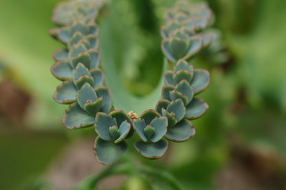 Mother of Millions (Kalanchoe laetvirens) Organic Live Plant in 2.5-inch Pot | Amazing Succulent, Easy-to-Grow by Smoke Camp Crafts