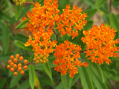 Butterfly Milkweed (Asclepias tuberosa) 100 Organic Seeds (1 gram) - Orange Milkweed, Butterflyweed