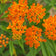 Orange Milkweed, Butterfly Milkweed Seeds (Asclepias tuberosa) 100 seeds (1 gram)