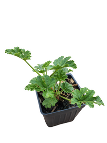 Geranium 'Apricot' (Pelargonium scabrum) Organic Scented Geranium Plant in 2.5-inch Pot by Smoke Camp Crafts - Rough-Leaved Geranium