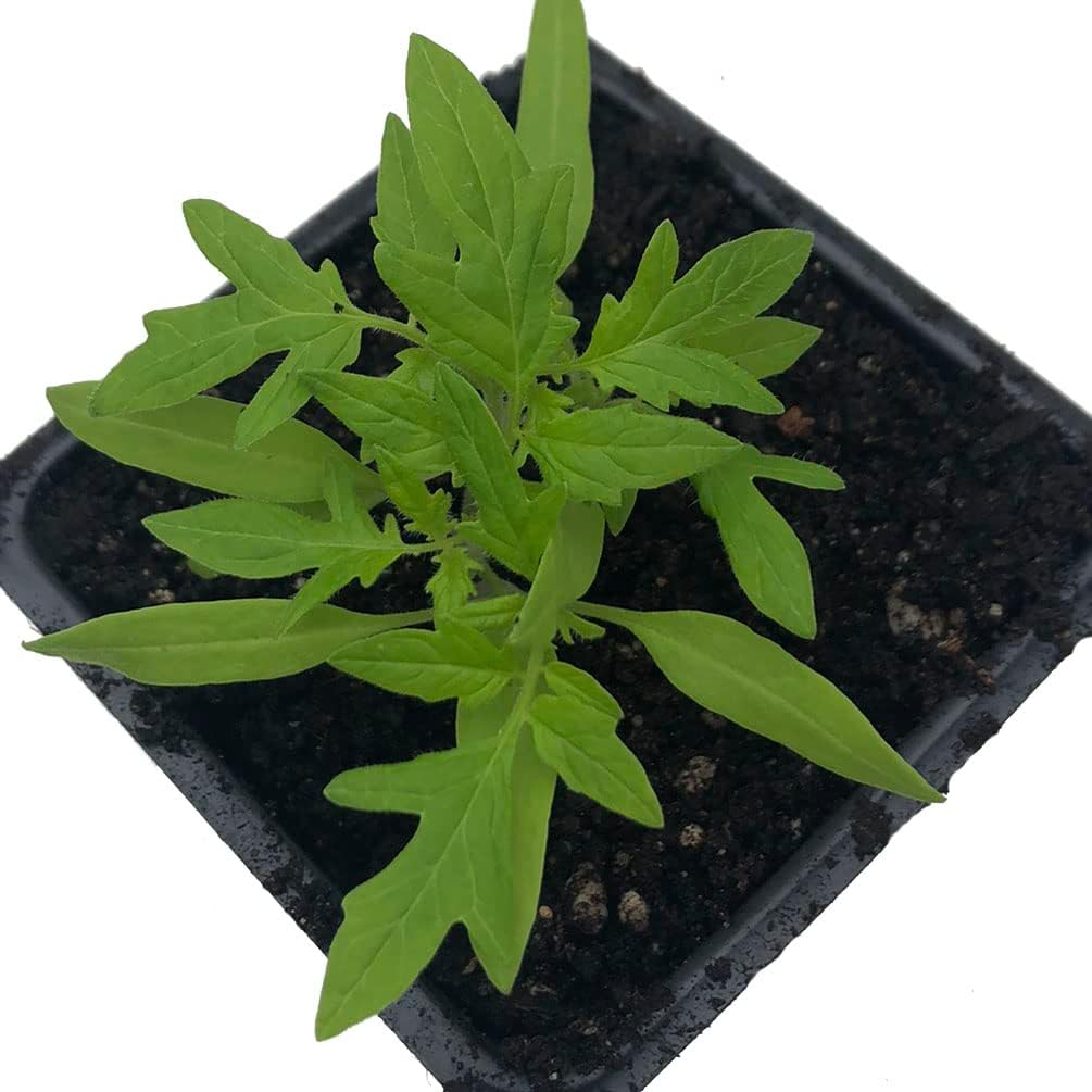 Organic Tomato, Breza's Babies Cherry (Solanum lycopersicum) Plant in 2.5-inch Pot by Smoke Camp Crafts - Heirloom Cherry Grape Tomato
