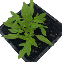 Organic Tomato, Breza's Babies Cherry (Solanum lycopersicum) Plant in 2.5-inch Pot by Smoke Camp Crafts - Heirloom Cherry Grape Tomato