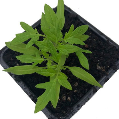 Organic Tomato, Breza's Babies Cherry (Solanum lycopersicum) Plant in 2.5-inch Pot by Smoke Camp Crafts - Heirloom Cherry Grape Tomato