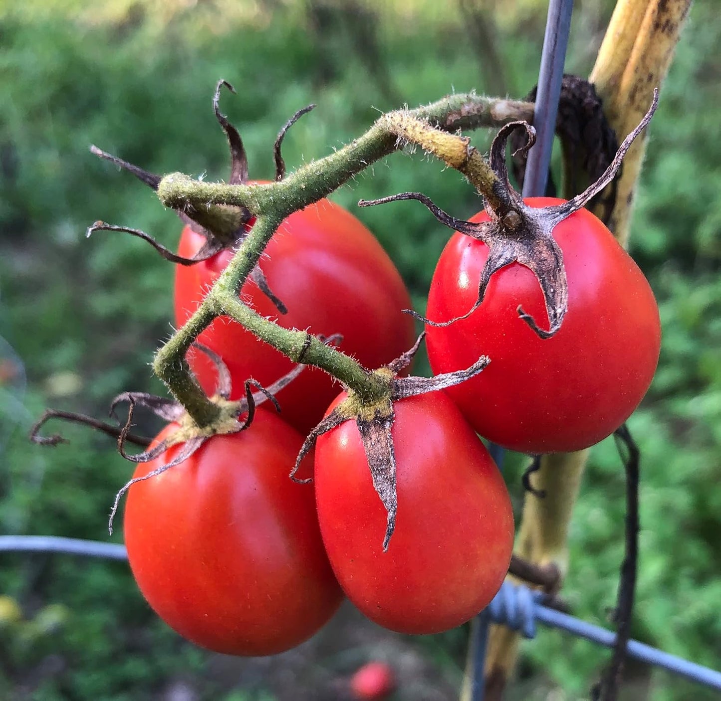 Organic Tomato, Breza's Babies Cherry (Solanum lycopersicum) Plant in 2.5-inch Pot by Smoke Camp Crafts - Heirloom Cherry Grape Tomato