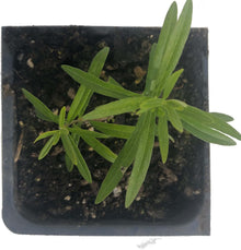 Butterfly Milkweed (Asclepias tuberosa) Organic Plant in 2.5-inch Pot- Butterfly Weed - Native Perennial - Pollinator Magnet by Smoke Camp Crafts