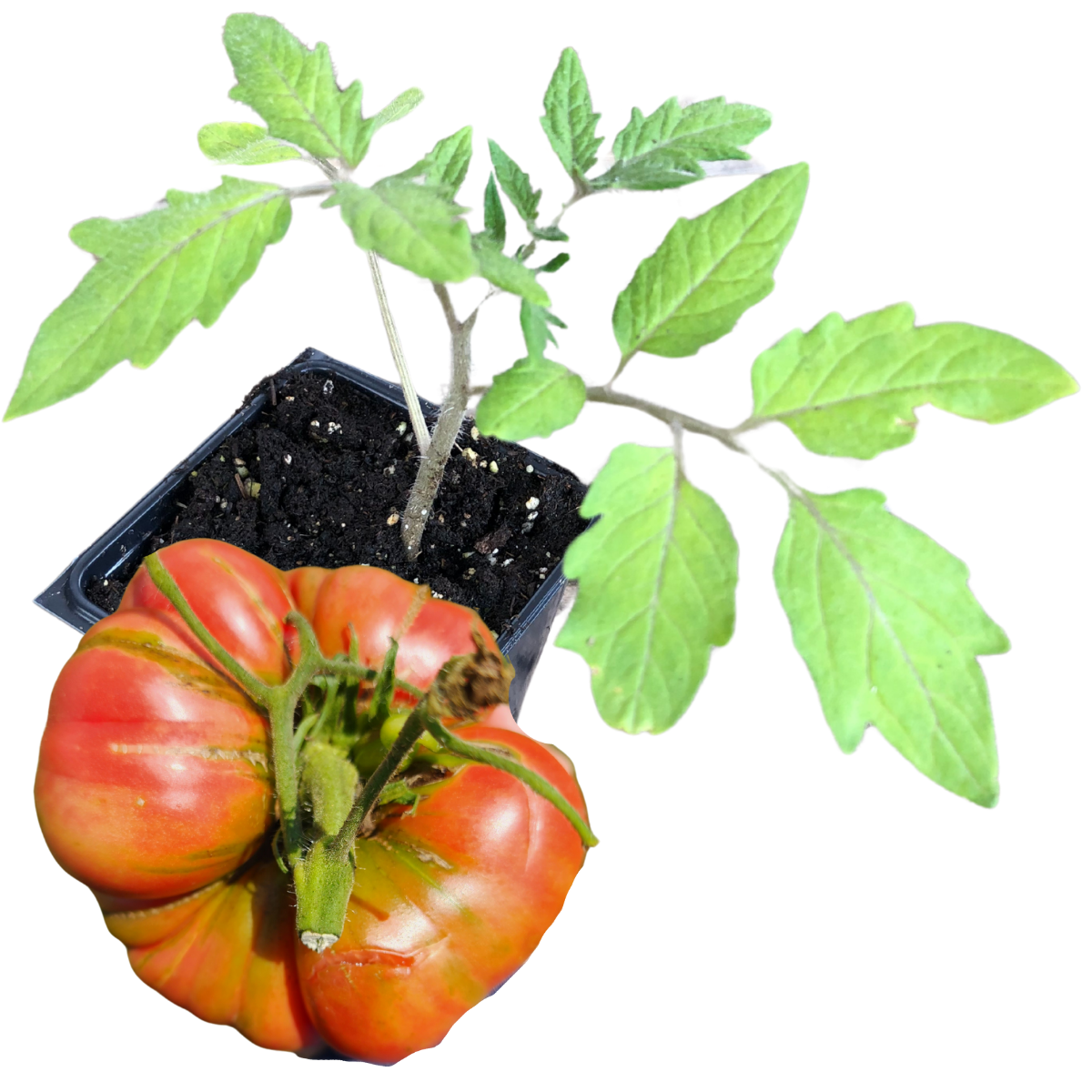 Tomato, Belgian Giant (Solanum lycopersicum) Organic Plant in 2.5-inch Pot by Smoke Camp Crafts - Open-Pollinated Heirloom Tomato