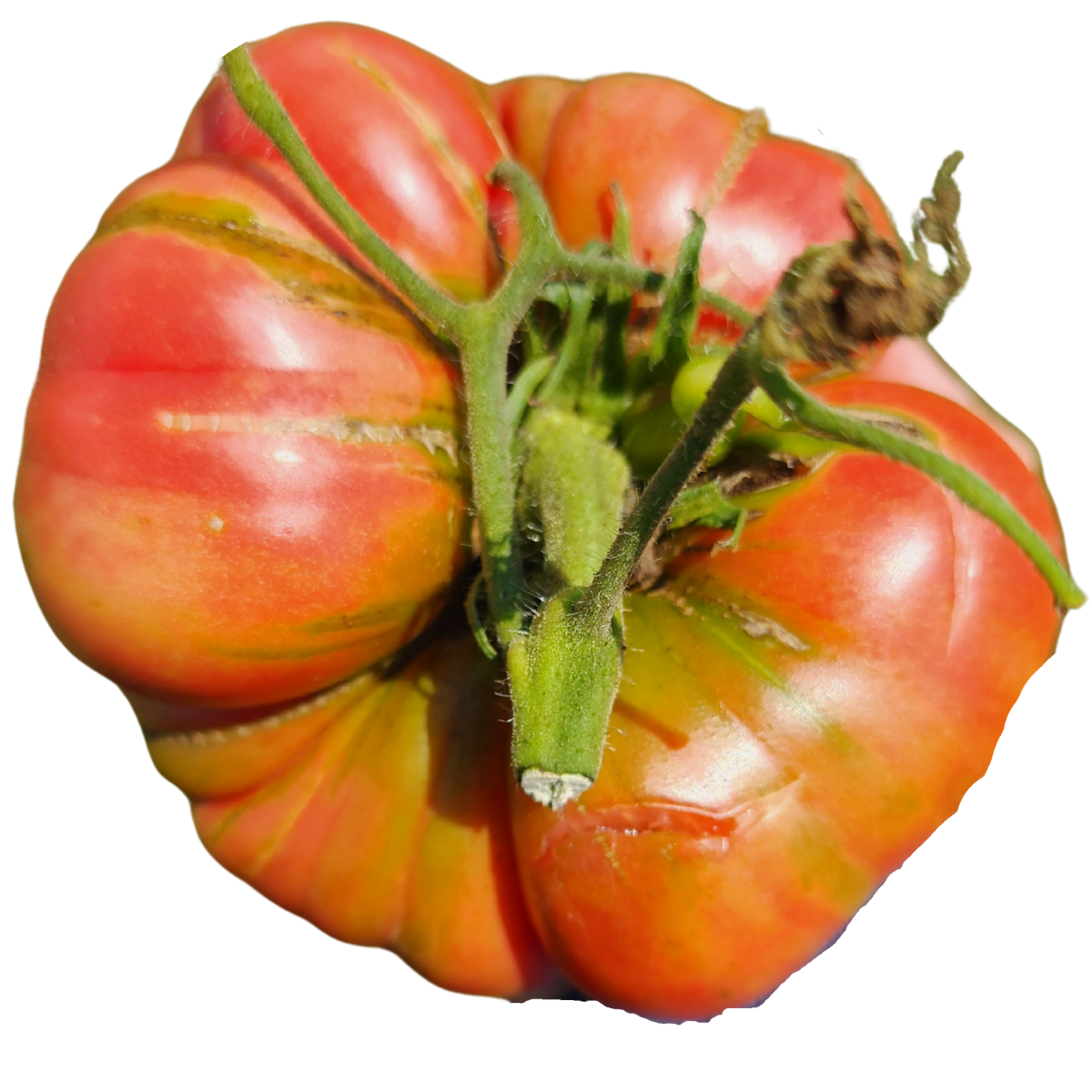 Tomato, Belgian Giant (Solanum lycopersicum) Organic Plant in 2.5-inch Pot by Smoke Camp Crafts - Open-Pollinated Heirloom Tomato