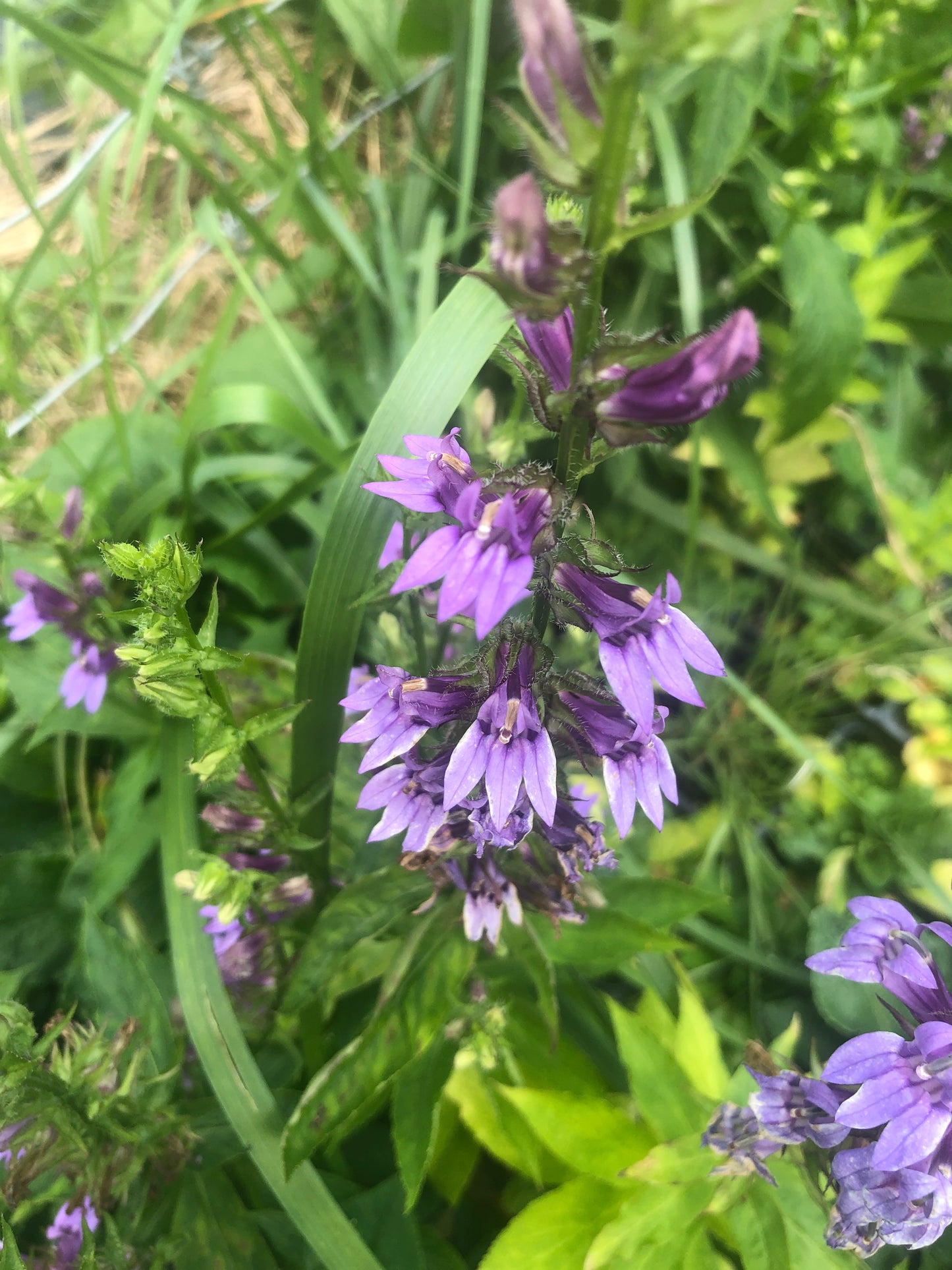 Blue Lobelia Plant (Lobelia siphilitica) 2.5 inch Pot - Organic Blue Cardinal Flower, Great Blue Lobelia by Smoke Camp Crafts
