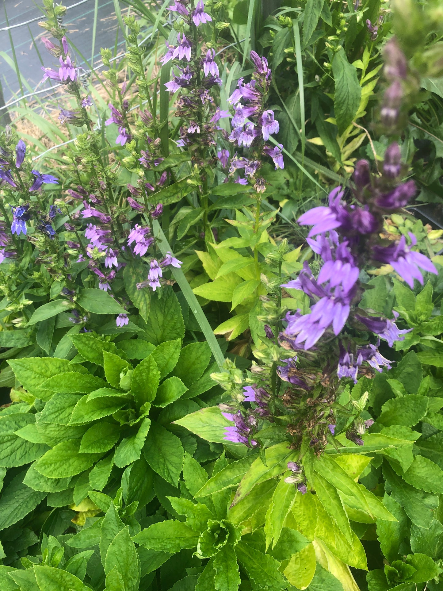 Blue Lobelia Plant (Lobelia siphilitica) 2.5 inch Pot - Organic Blue Cardinal Flower, Great Blue Lobelia by Smoke Camp Crafts