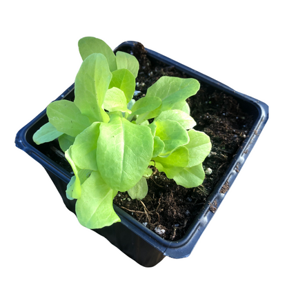 Lettuce, Black Seeded Simpson (Lactuca sativa) Organic Plant in 2.5-inch Pot by Smoke Camp Crafts- Open-Pollinated Heirloom Lettuce