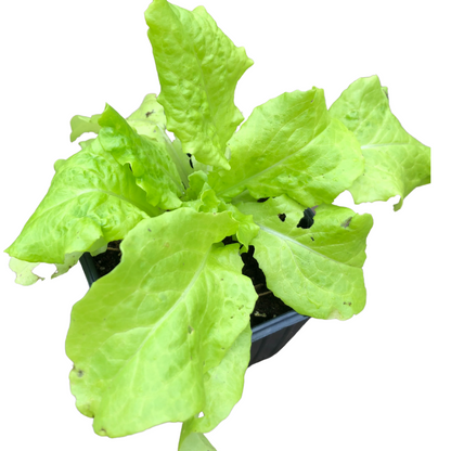 Lettuce, Black Seeded Simpson (Lactuca sativa) Organic Plant in 2.5-inch Pot by Smoke Camp Crafts- Open-Pollinated Heirloom Lettuce