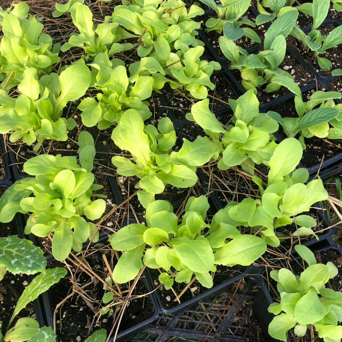 Lettuce, Black Seeded Simpson (Lactuca sativa) Organic Plant in 2.5-inch Pot by Smoke Camp Crafts- Open-Pollinated Heirloom Lettuce