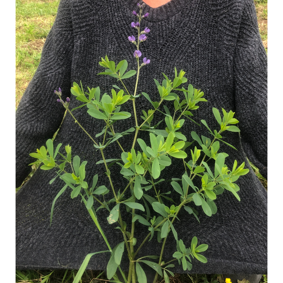 Blue False Indigo (Baptisia australis) Organic Plant in 2.5-inch Pot by Smoke Camp Crafts - North American Native Perennial Pollinator