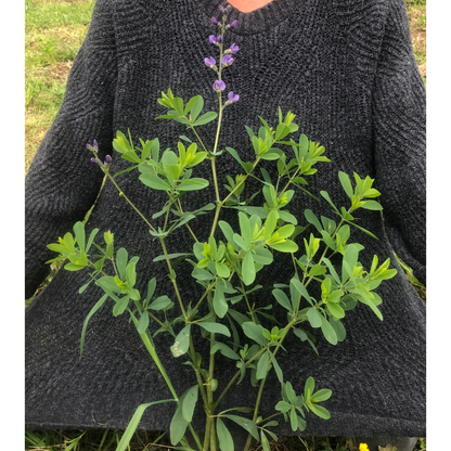 Blue False Indigo (Baptisia australis) Organic Plant in 2.5-inch Pot by Smoke Camp Crafts - North American Native Perennial Pollinator