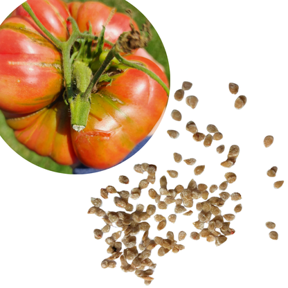 A circular inset displays a ripe Belgian Giant heirloom tomato on the vine above organic Belgian Giant tomato seeds from Smoke Camp Crafts, featuring 150 open-pollinated Solanum lycopersicum seeds (0.5g) on a white background.