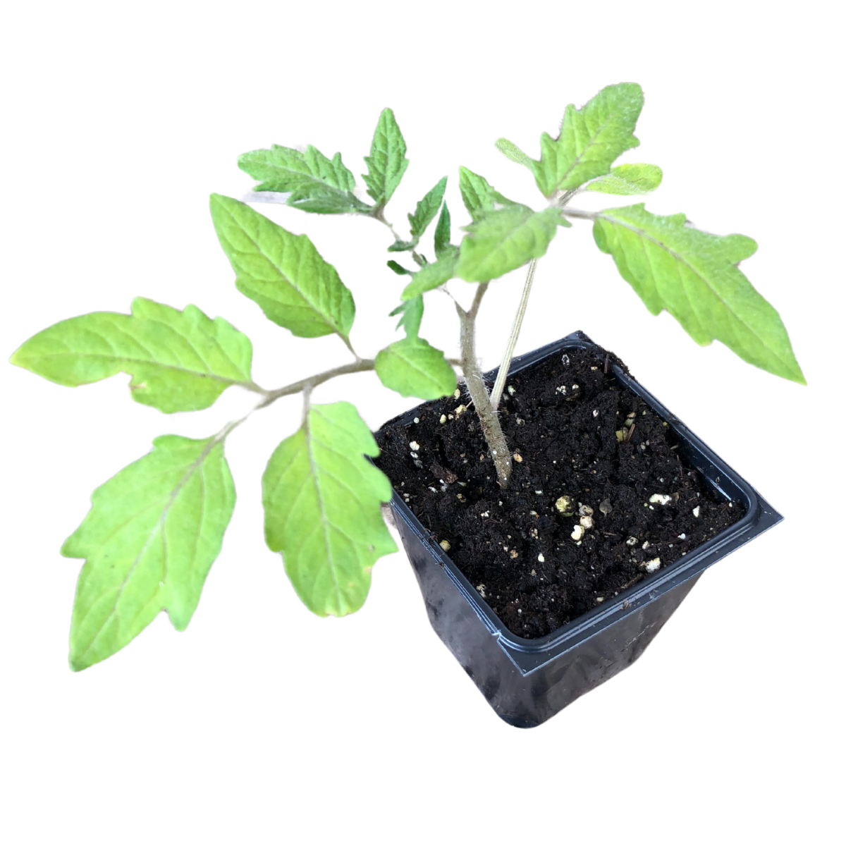 Tomato, Belgian Giant (Solanum lycopersicum) Organic Plant in 2.5-inch Pot by Smoke Camp Crafts - Open-Pollinated Heirloom Tomato