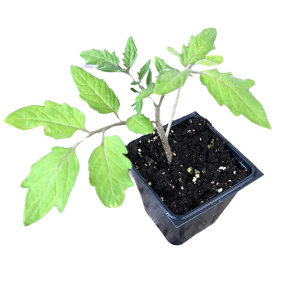 Tomato, Belgian Giant (Solanum lycopersicum) Organic Plant in 2.5-inch Pot by Smoke Camp Crafts - Open-Pollinated Heirloom Tomato