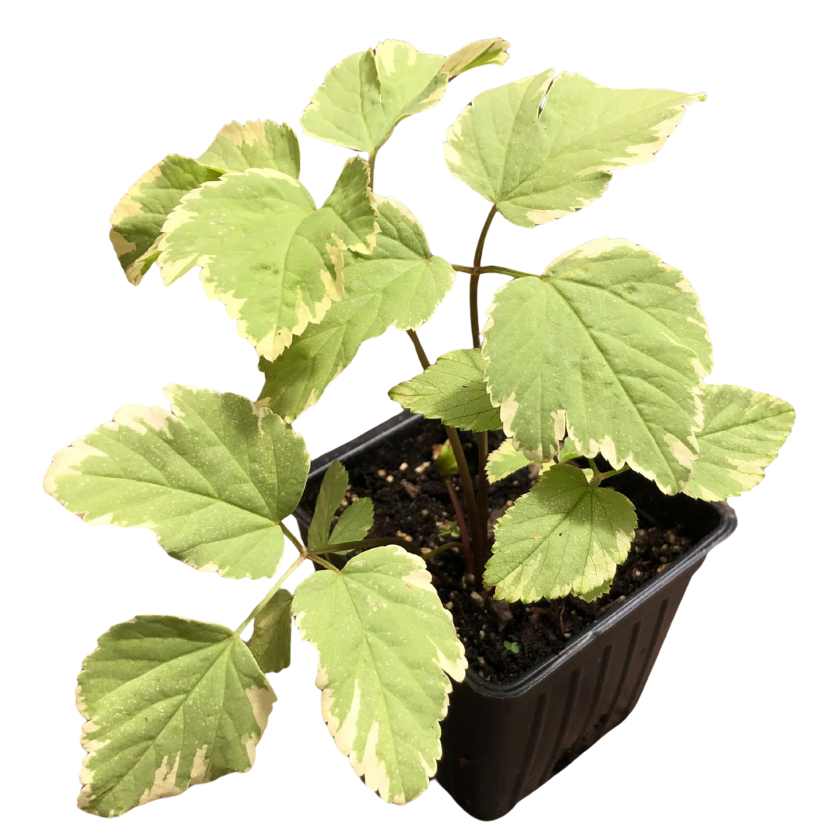 The Variegated Bishop's Weed (Aegopodium podagraria 'Variegatum') by Smoke Camp Crafts is an organic plant with edible green and creamy white leaves, growing in dark soil inside a 2.5-inch black plastic pot.