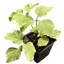 The Variegated Bishop's Weed (Aegopodium podagraria 'Variegatum') by Smoke Camp Crafts is an organic plant with edible green and creamy white leaves, growing in dark soil inside a 2.5-inch black plastic pot.