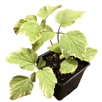 The Variegated Bishop's Weed (Aegopodium podagraria 'Variegatum') by Smoke Camp Crafts is an organic plant with edible green and creamy white leaves, growing in dark soil inside a 2.5-inch black plastic pot.
