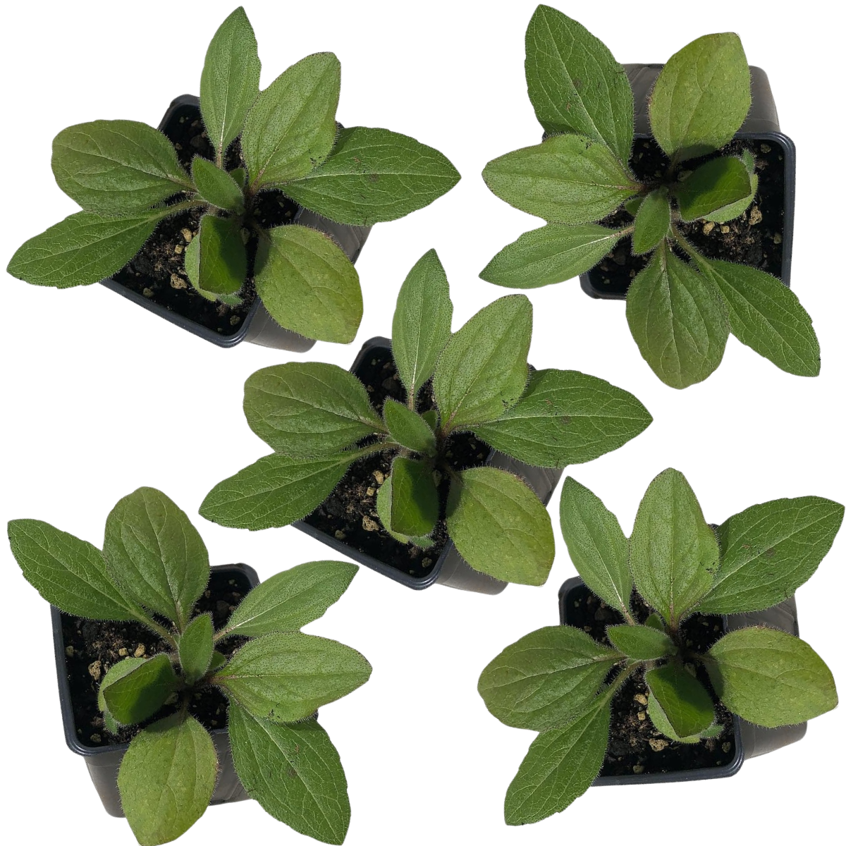 pot plants with 5 leaves Black-eyed Susan (Rudbeckia hirta) Five (5) Organic Plants in 2.5-inch Pots by Smoke Camp Crafts