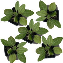 Black-eyed Susan (Rudbeckia hirta) Five (5) Organic Plants in 2.5-inch Pots by Smoke Camp Crafts - North American Native Pollinator Plant