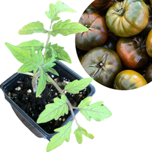 Tomato, Black Krim (Solanum lycopersicum) Organic Plant in 2.5-inch Pot by Smoke Camp Crafts - Early Maturing Heirloom Tomato